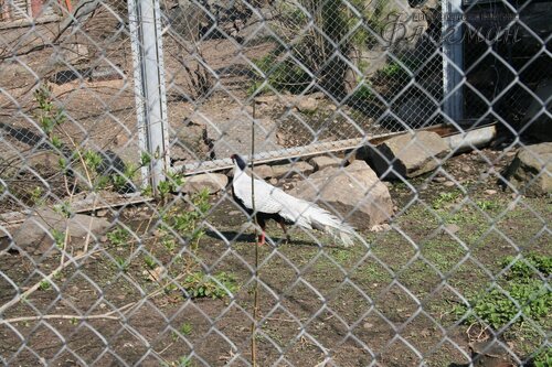IMG_0707_r